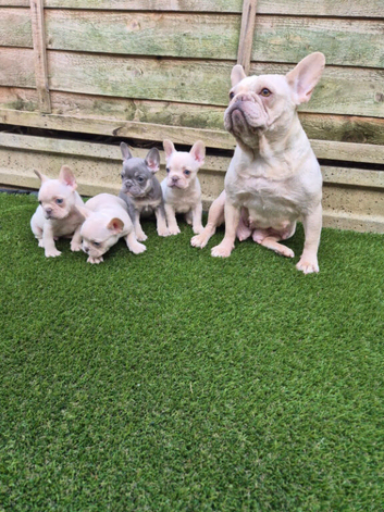 French Bulldog Puppies