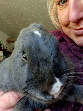 Hugo neutered Rabbit ! NEW HOME PENDING