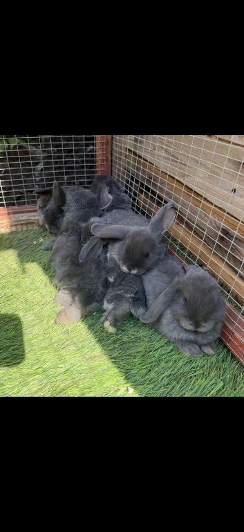Adorable baby rabbits for sale!