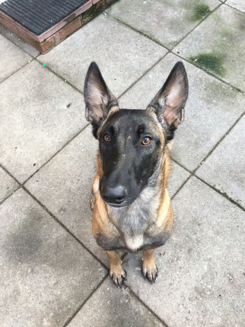 Male Belgian Malinois 10months old