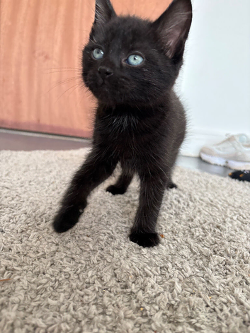 10 week old kitten for sale