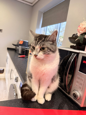 Grey and White Cat for Rehoming
