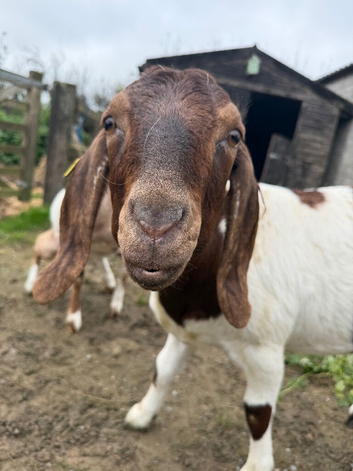 Two beautiful friendly girls