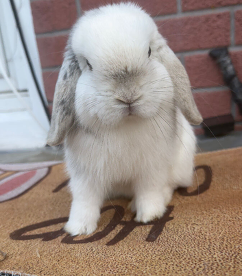 Imported mini lop buck