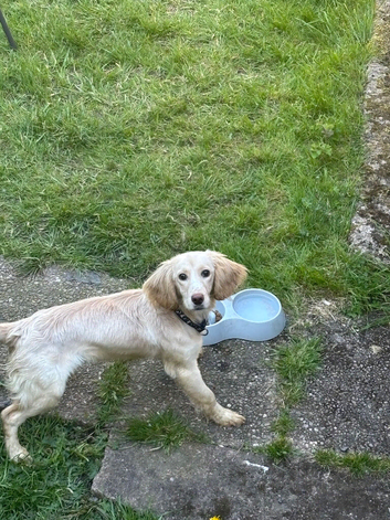 Cocker poo