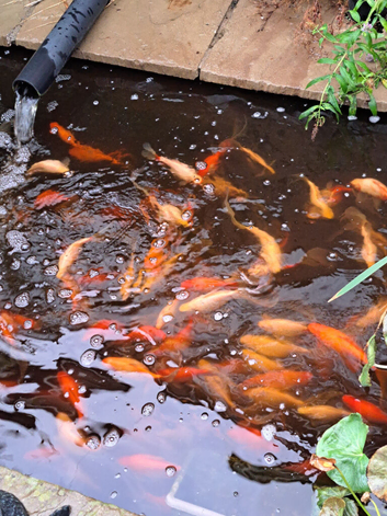 Fancy goldfish fantail all mixed colours