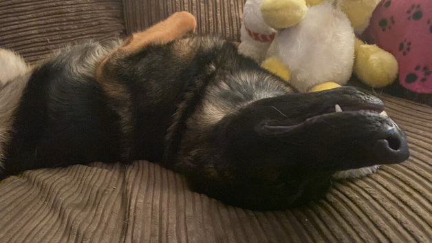 German shepherd