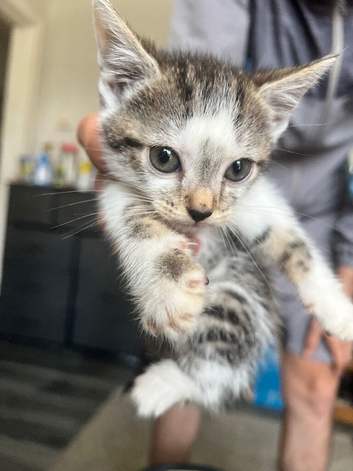 4 kittens