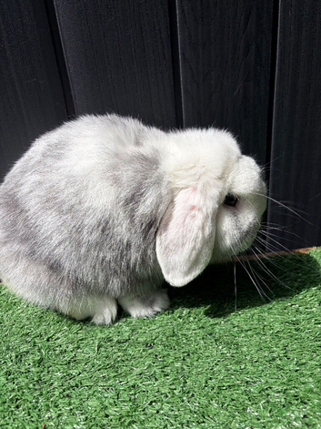 Mini lop buck proven