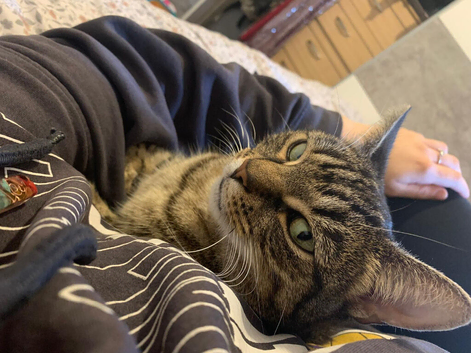 Female cat age 3 looking for a forever home