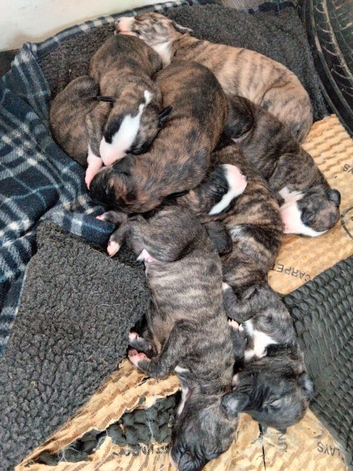 Lurcher puppies for sale