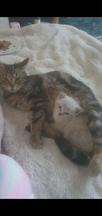 Beautiful white and grey striped ragdoll