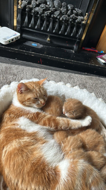 5 ginger & white kittens