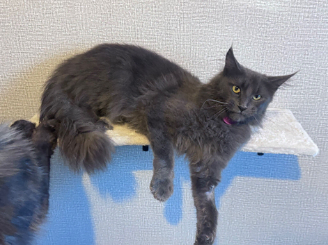 TICA registered Blue female