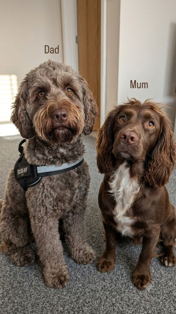 ​ Outstanding F1b Cockapoo Puppies &ndash; Expertly Socialised & Deeply Loved