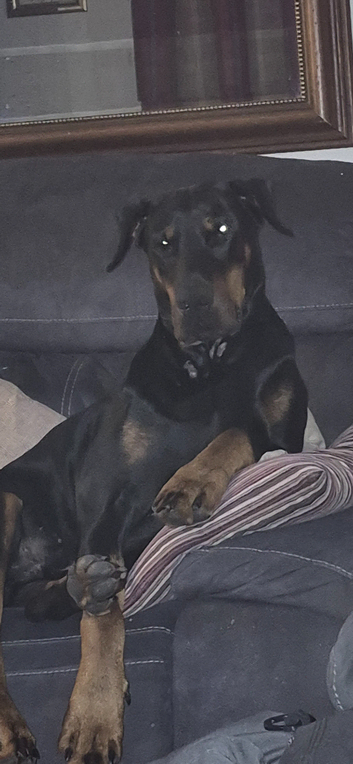 Doberman looking to stud