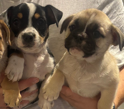 British Bulldog cross boys