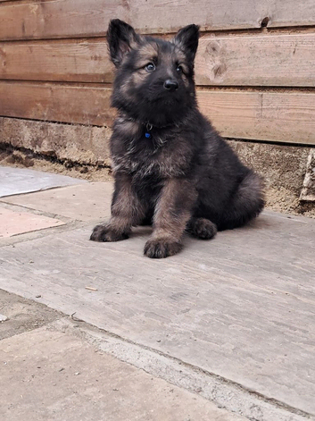 Beautiful German shepherd puppies
