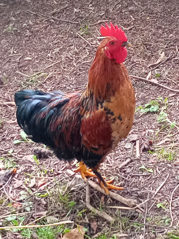 Charlie the Handsome Young Bantam Cockerel