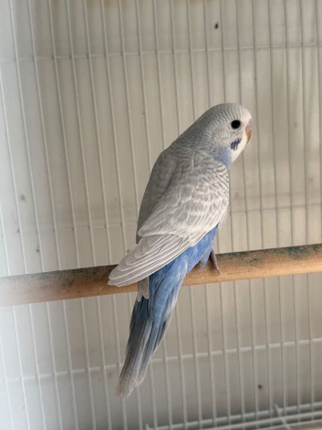 2 beautiful baby budgies
