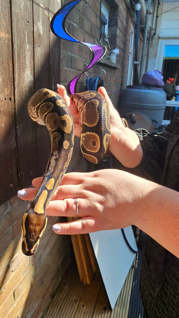 Calico pos het clown royal python