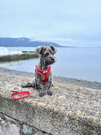 Westie x shihtzu puppy