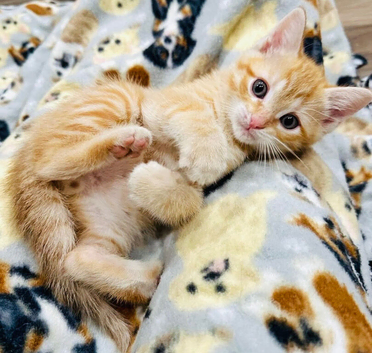Gorgeous Ginger Ragdoll Bengal kittens ready for loving new homes