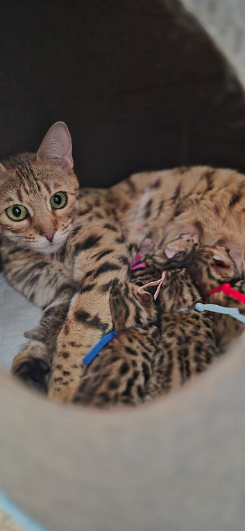 STUNNING BROWN TICA BENGAL KITTENS