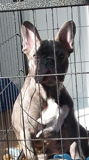 Beautiful French bulldog for rehomeing