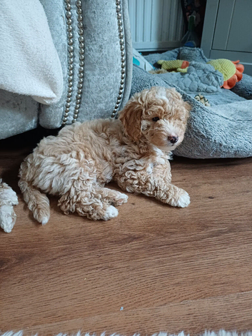 F1bb CAVAPOOCHON puppies