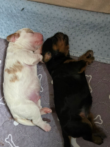 Cavapoo with Health tested parents