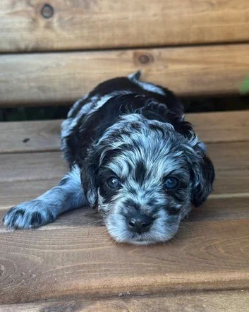 8 gorgeous cavapoo puppies. 4 boys 4 girls