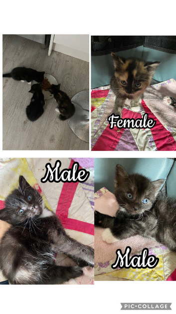 Calico kittens