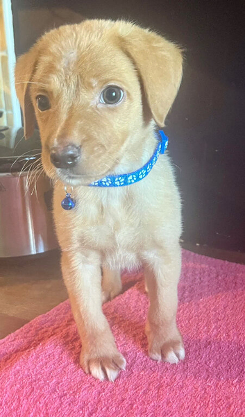 Kc reg fox red labs
