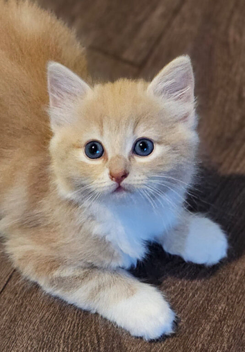 Ragdoll x calico kittens
