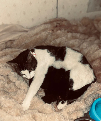 5 LOVING KITTENS- CONFIDENT, GENTLE & FAMILY FRIENDLY