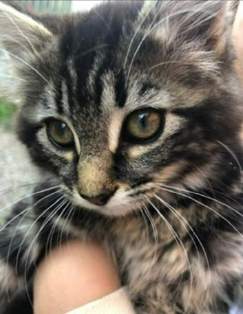 Gorgeous litter of kittens