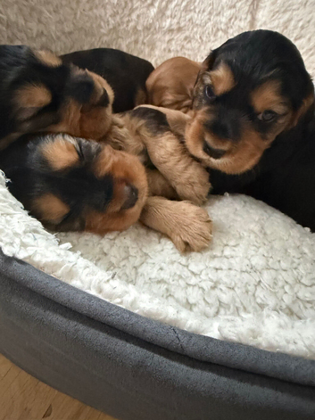 Beautiful show cocker spaniel puppys