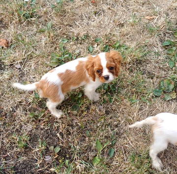 Beautiful blenheim pups