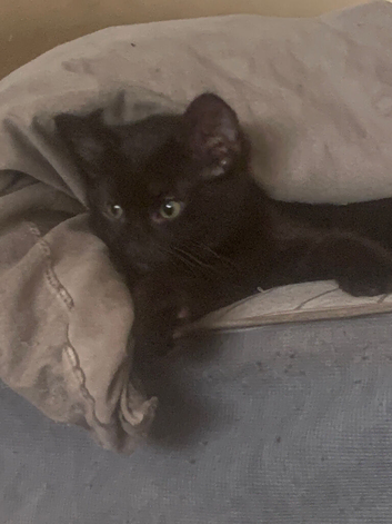 Russian black