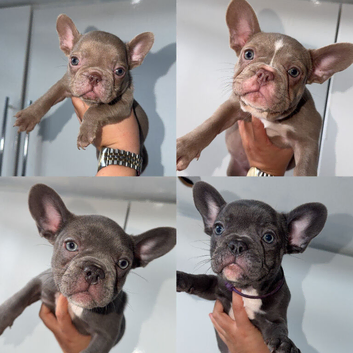 PUPPIES READY TO GO NOW
