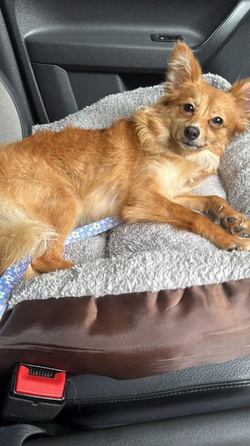 Orange pomeranian