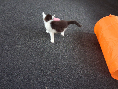 8 week old kitten