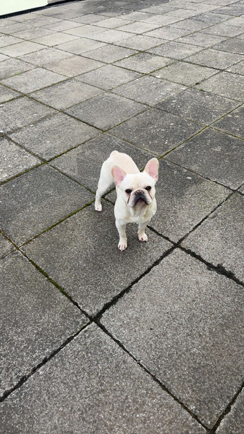 White french bulldog