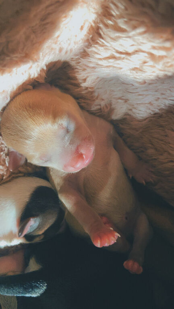 2 girls 1 boy chihuahuas for sale