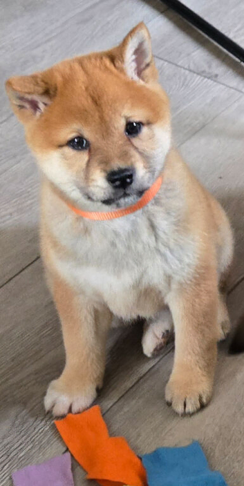 Stunning Shiba Inu puppies