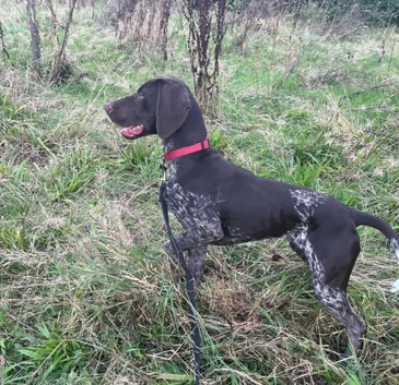 Stunning female GSP