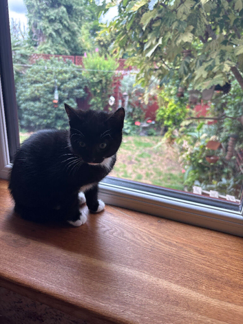 Female kitten