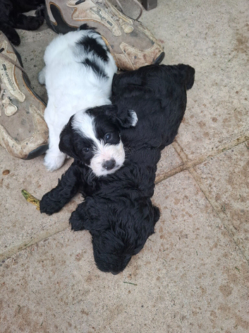 Gprockerpoos for sale