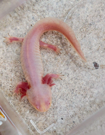 Axolotls for sale